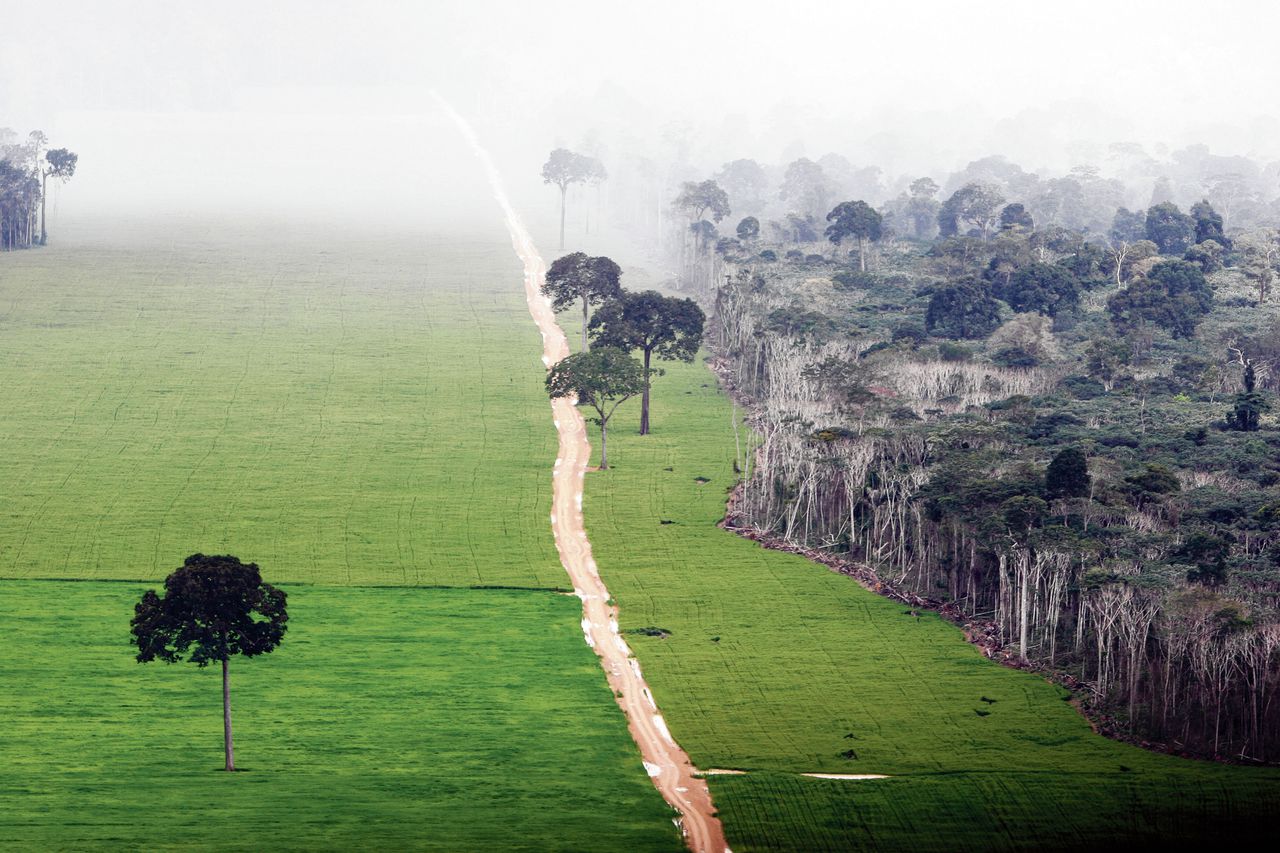 Carbon Bank - Rabobank. image toon de grens tussen natuur en agricultuur in een braziliaans regenwoud. Initiatieven van de carbon bank hebben in dit gebeid geleid tot reforestatie, betaald vanuit carbon credit market. Deze nieuwe business voor boeren is zowel goed voor de natuur als economisch voordelig.
